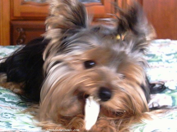 Photo de Yorkshire terrier