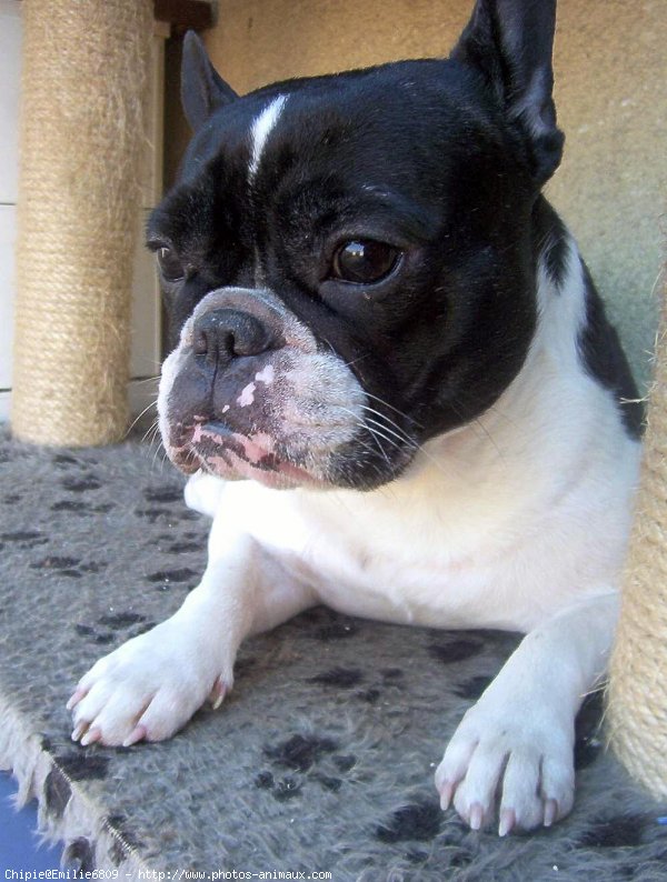 Photo de Bouledogue franais