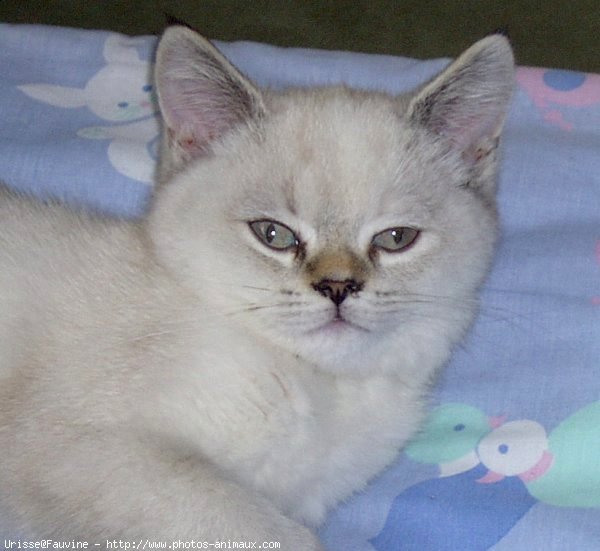 Photo de British shorthair