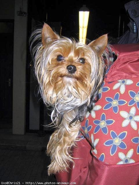 Photo de Yorkshire terrier