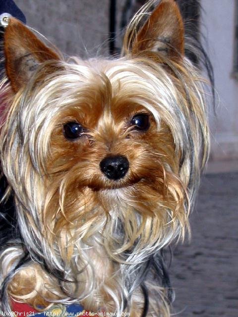 Photo de Yorkshire terrier