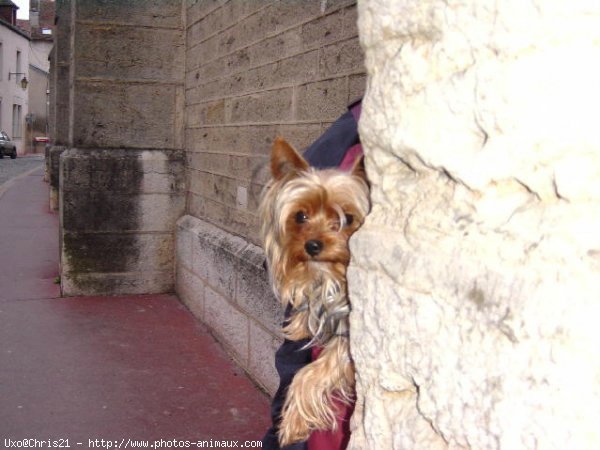 Photo de Yorkshire terrier