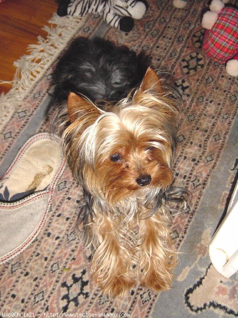 Photo de Yorkshire terrier