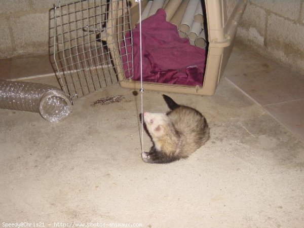 Photo de Furet