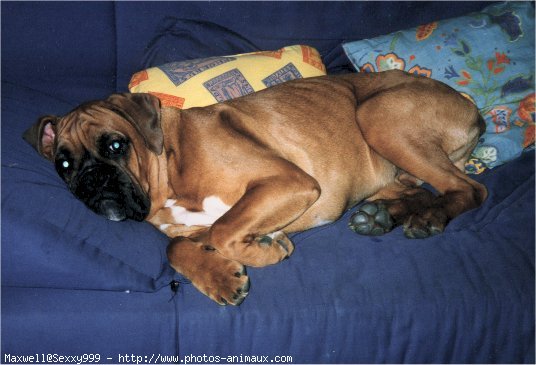 Photo de Boxer