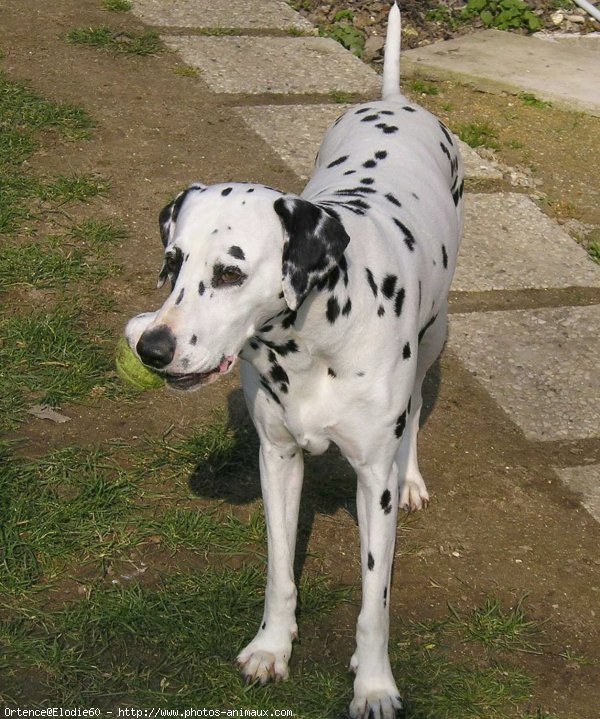 Photo de Dalmatien