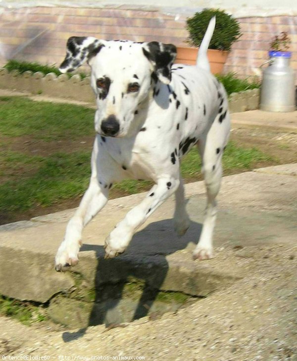 Photo de Dalmatien