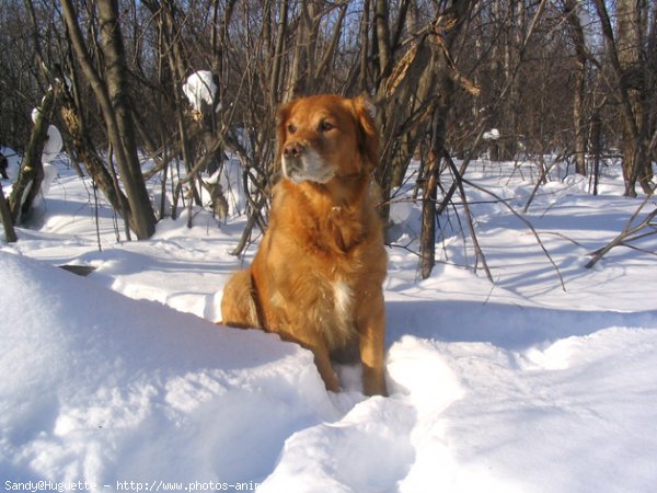 Photo de Golden retriever