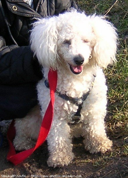 Photo de Bichon  poil fris