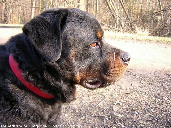 Photo de Rottweiler