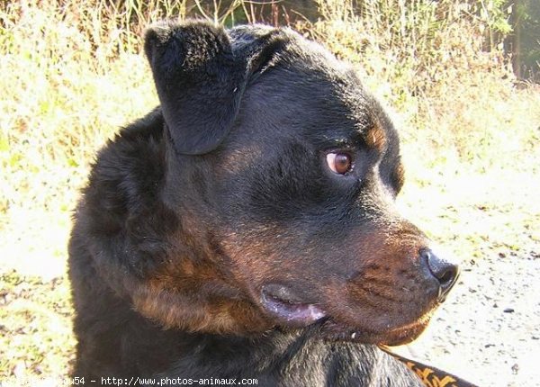 Photo de Rottweiler