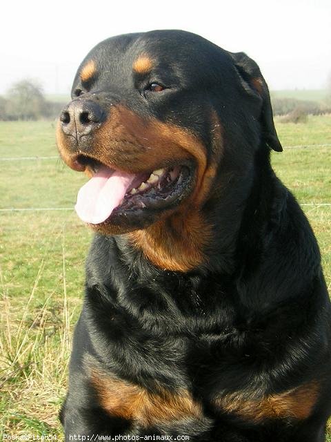 Photo de Rottweiler