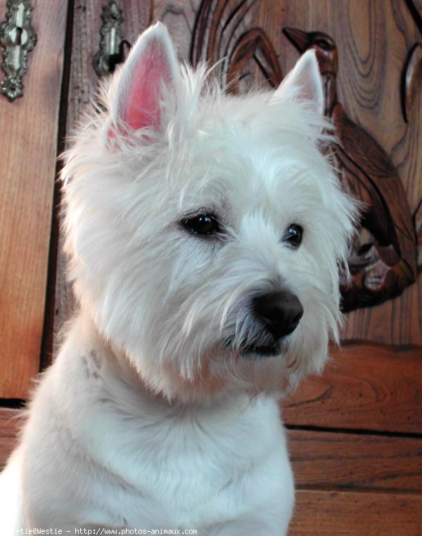 Photo de West highland white terrier