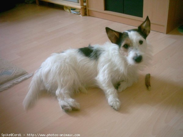 Photo de Jack russell terrier