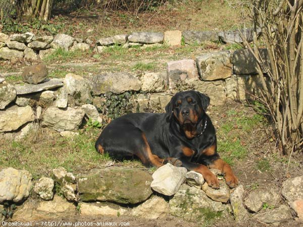 Photo de Rottweiler