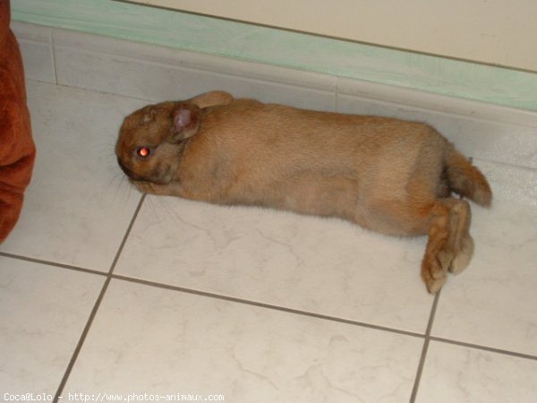 Photo de Lapin