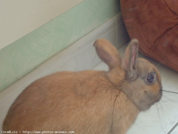 Photo de Lapin