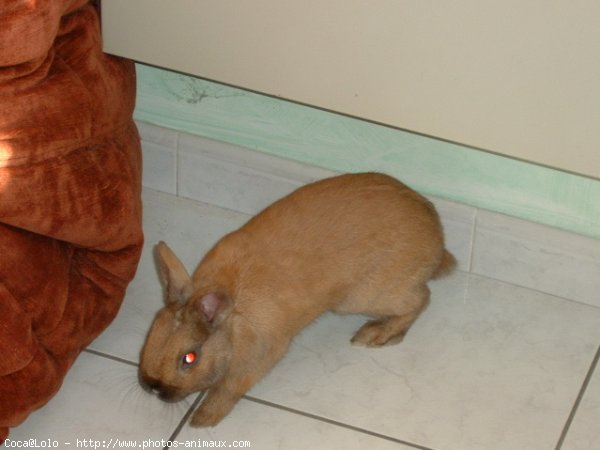 Photo de Lapin