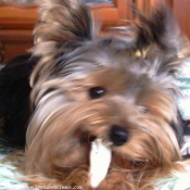 Photo de Yorkshire terrier