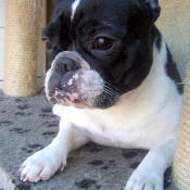 Photo de Bouledogue franais