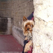 Photo de Yorkshire terrier