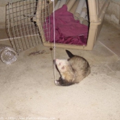 Photo de Furet