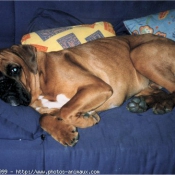 Photo de Boxer