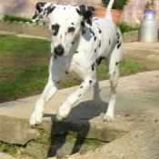 Photo de Dalmatien