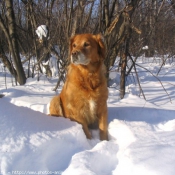 Photo de Golden retriever