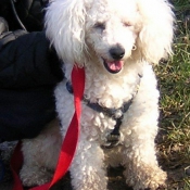 Photo de Bichon  poil fris