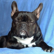 Photo de Bouledogue franais