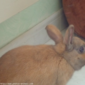 Photo de Lapin