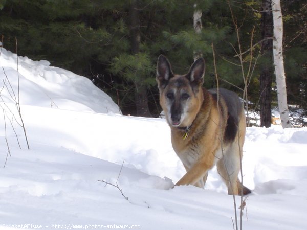 Photo de Berger allemand  poil court