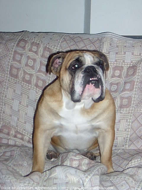 Photo de Bulldog