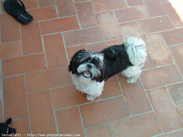 Photo de Shih tzu