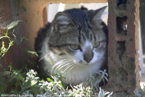 Photo de Chat domestique