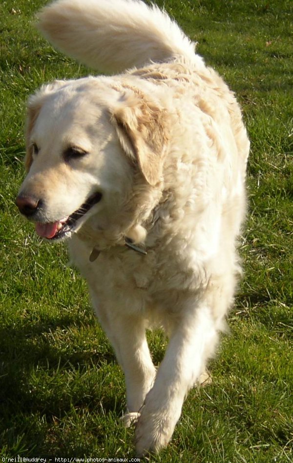 Photo de Golden retriever