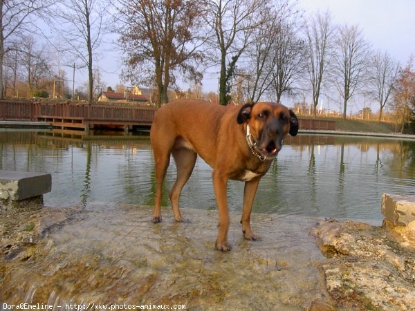 Photo de Croisement