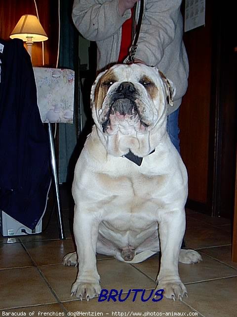 Photo de Bulldog