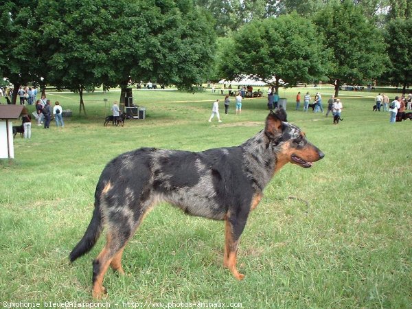 Photo de Berger de beauce