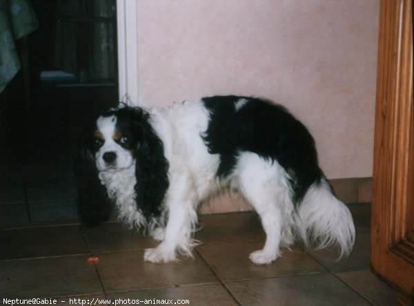 Photo de Cavalier king charles spaniel