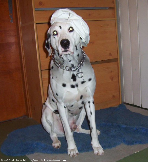 Photo de Dalmatien