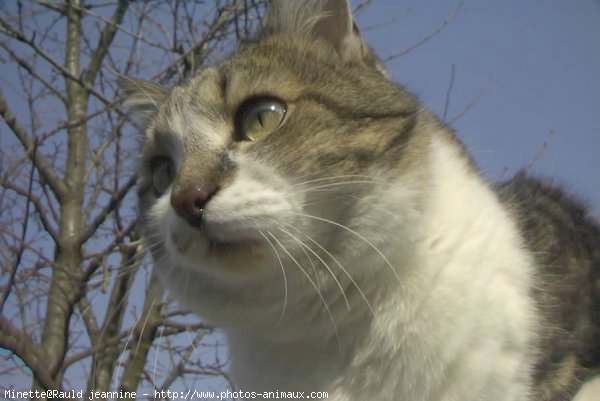 Photo de Chat domestique