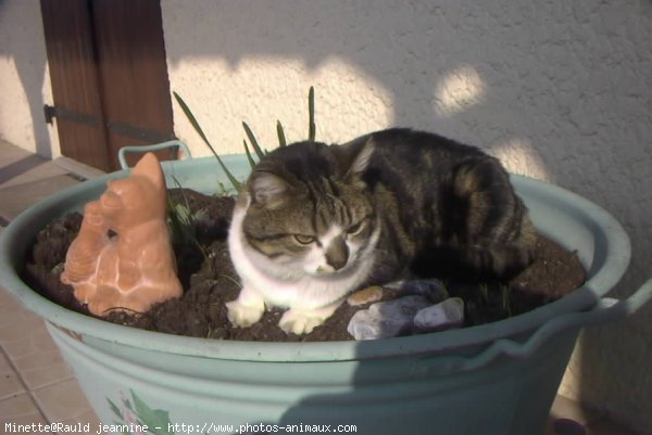 Photo de Chat domestique