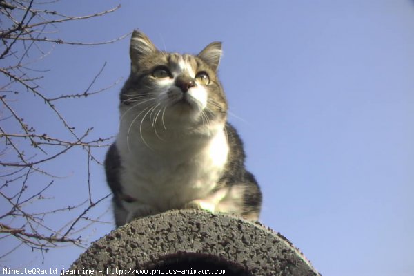 Photo de Chat domestique