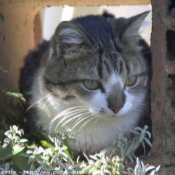 Photo de Chat domestique