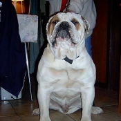 Photo de Bulldog