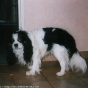 Photo de Cavalier king charles spaniel