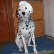 Photo de Dalmatien