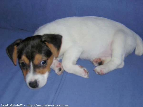 Photo de Jack russell terrier